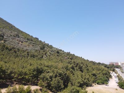 Arsa-Zeytinlik