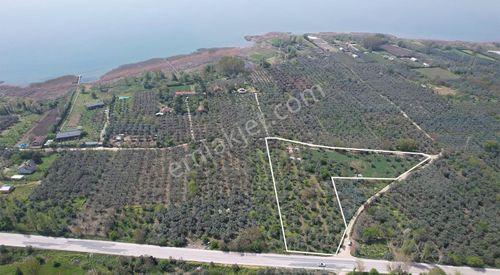 Arsa-Zeytinlik