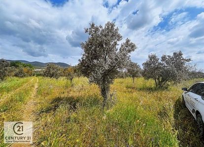 Arsa-Zeytinlik