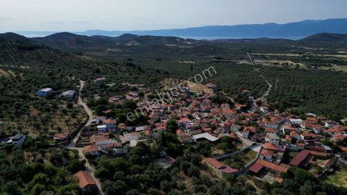 Arsa-Zeytinlik