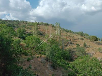 Arsa-Tarla