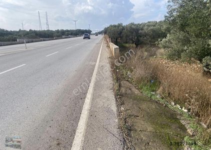 Arsa-Zeytinlik