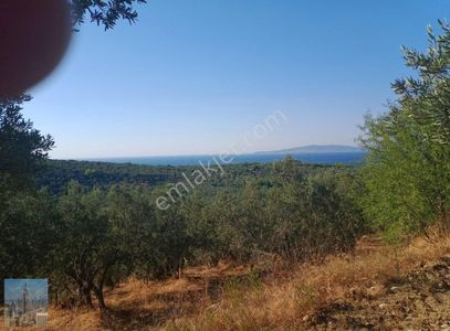 Arsa-Zeytinlik
