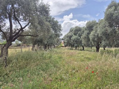 Arsa-Tarla
