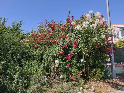 Arsa-Konut İmarlı