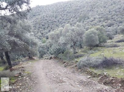 Arsa-Zeytinlik