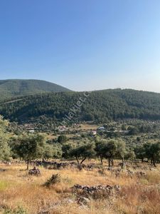Arsa-Tarla