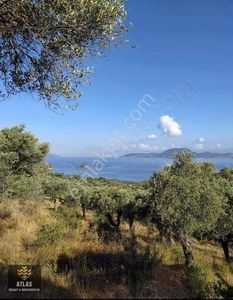 Arsa-Zeytinlik