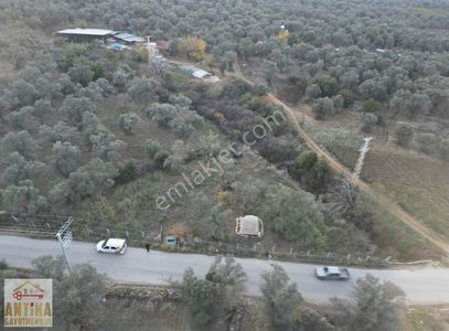 Arsa-Zeytinlik