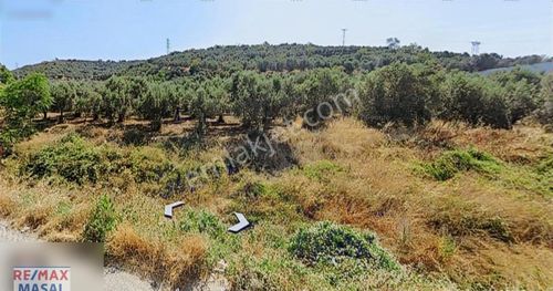 Arsa-Zeytinlik
