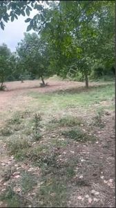 Arsa-Bağ & Bahçe
