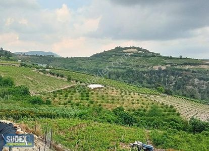 Arsa-Bağ & Bahçe