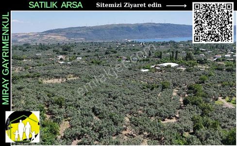 Arsa-Zeytinlik
