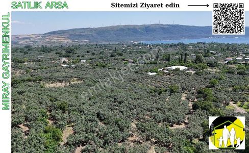 Arsa-Zeytinlik
