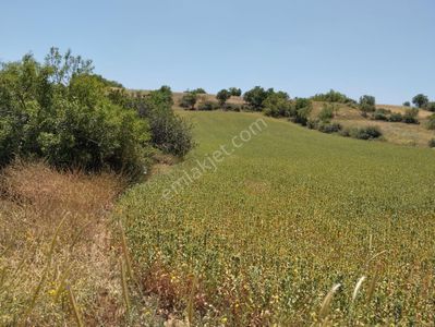 Arsa-Tarla
