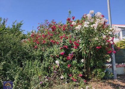 Arsa-Konut İmarlı