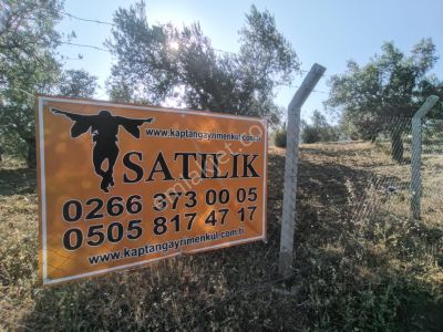 Arsa-Zeytinlik