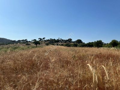 Arsa-Tarla