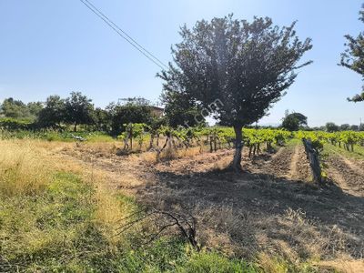 Arsa-Bağ & Bahçe