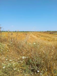 Arsa-Tarla