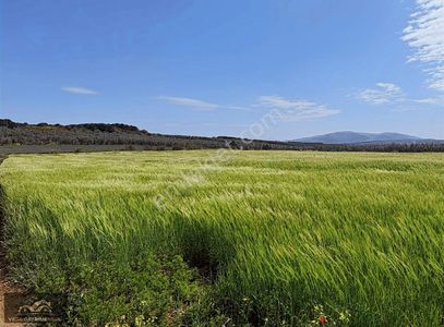 Arsa-Tarla
