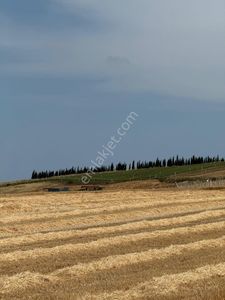 Arsa-Tarla