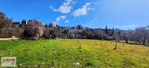 Arsa-Zeytinlik