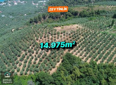 Arsa-Zeytinlik