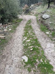Arsa-Zeytinlik