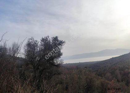 Arsa-Zeytinlik