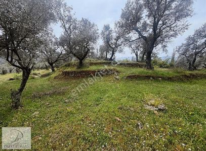 Arsa-Zeytinlik