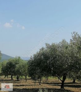 Arsa-Zeytinlik