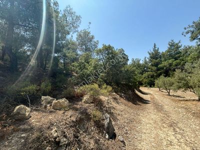 Arsa-Zeytinlik