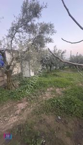 Arsa-Zeytinlik