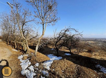 Arsa-Bağ & Bahçe