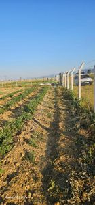 Arsa-Konut İmarlı