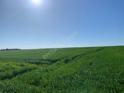 Arsa-Tarla