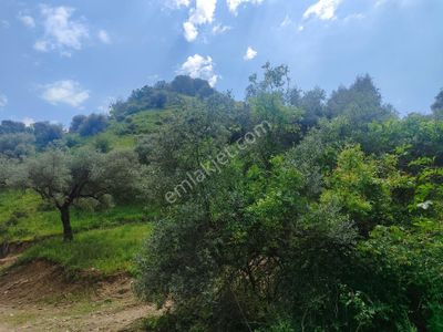 Arsa-Bağ & Bahçe