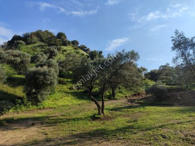 Arsa-Bağ & Bahçe