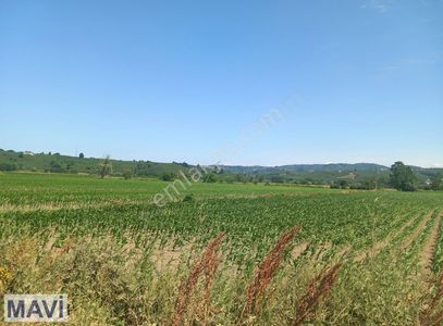 Arsa-Tarla