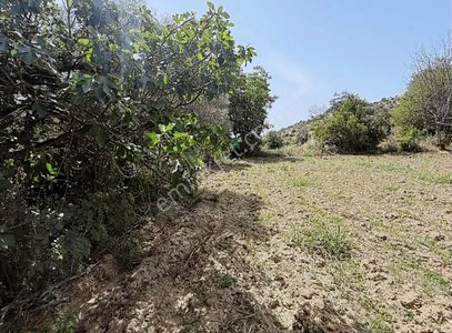 Arsa-Bağ & Bahçe