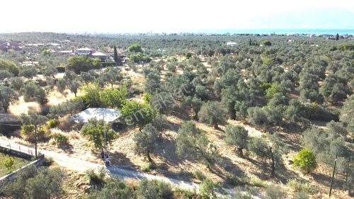 Arsa-Zeytinlik