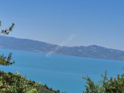 Arsa-Zeytinlik