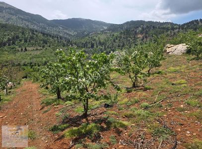 Arsa-Bağ & Bahçe