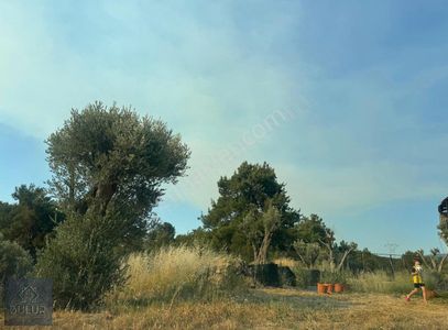 Arsa-Tarla
