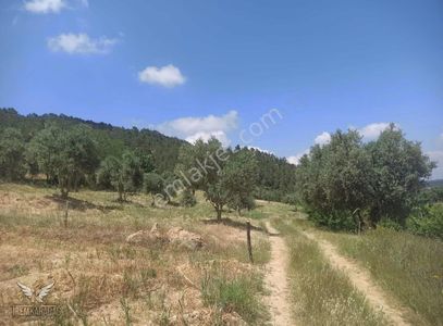 Arsa-Tarla