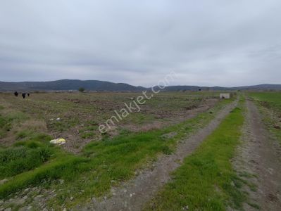Arsa-Tarla