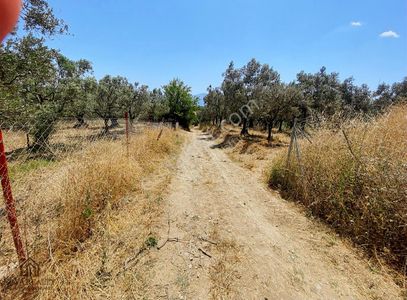 Arsa-Zeytinlik