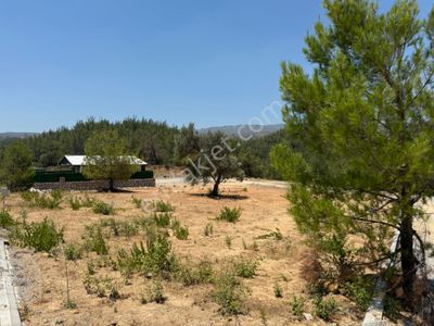 Arsa-Tarla