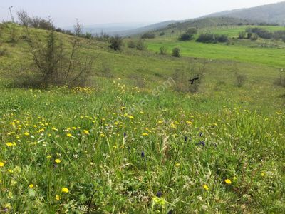 Arsa-Tarla